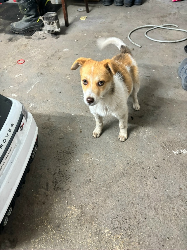 Может кто то потерял собачку