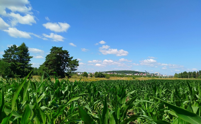 По дороге в Ольховку....🌽🌽🌽