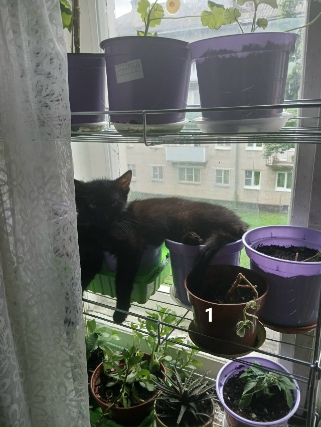 #ПотерялиНашлиПомогите
1 На проспекте Кирова между 87 ?...