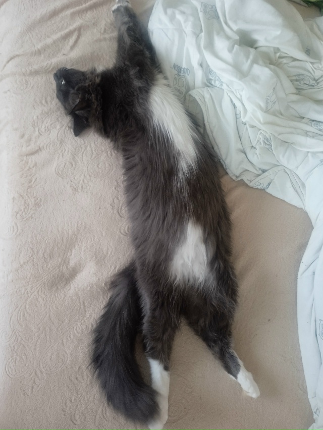 Мишаня и Мурзик беззаботно отдыхают от утреннего тыгы?...