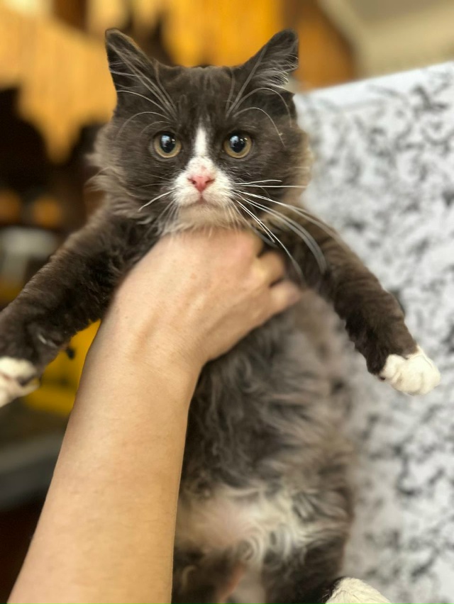 Дорогие друзья!
Мы ищем дом для замечательного котёнка...