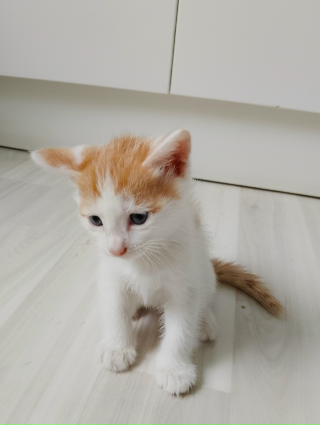 Срочно отдадим котят в хорошие руки, ласковые, игривые,...