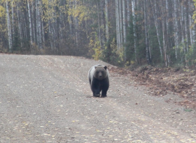 Водители вновь встретили бурого медведя на дороге вбл?...