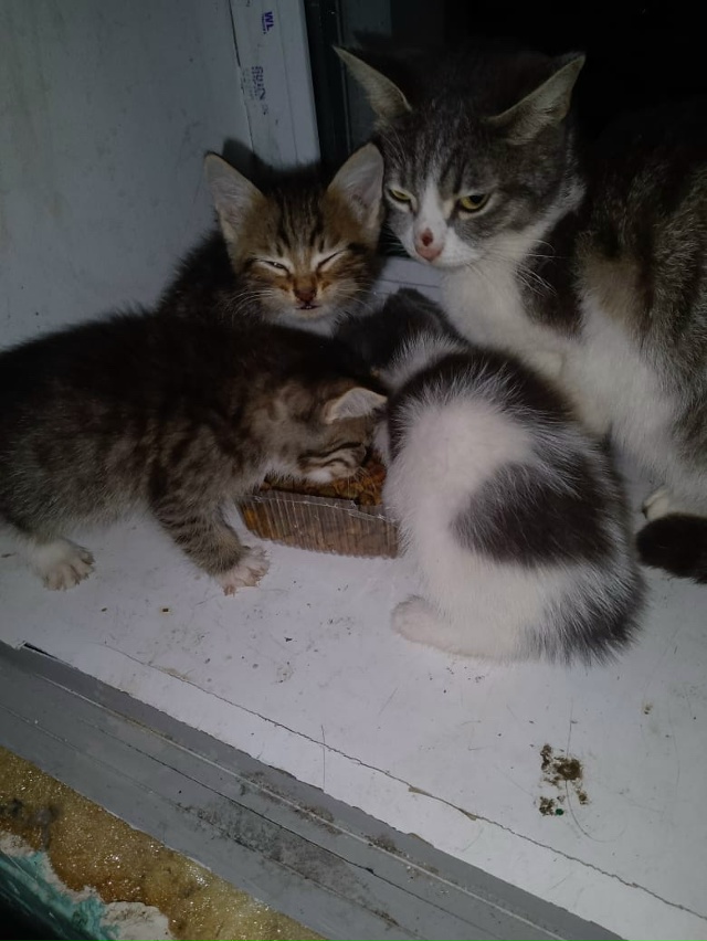 Г. Родники. Ситуация СОС, очень срочно нужна временная ?...