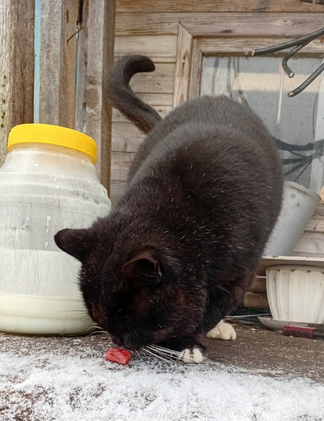 Подкинули котика, живёт на улице.
Кормлю его, но домой ?...