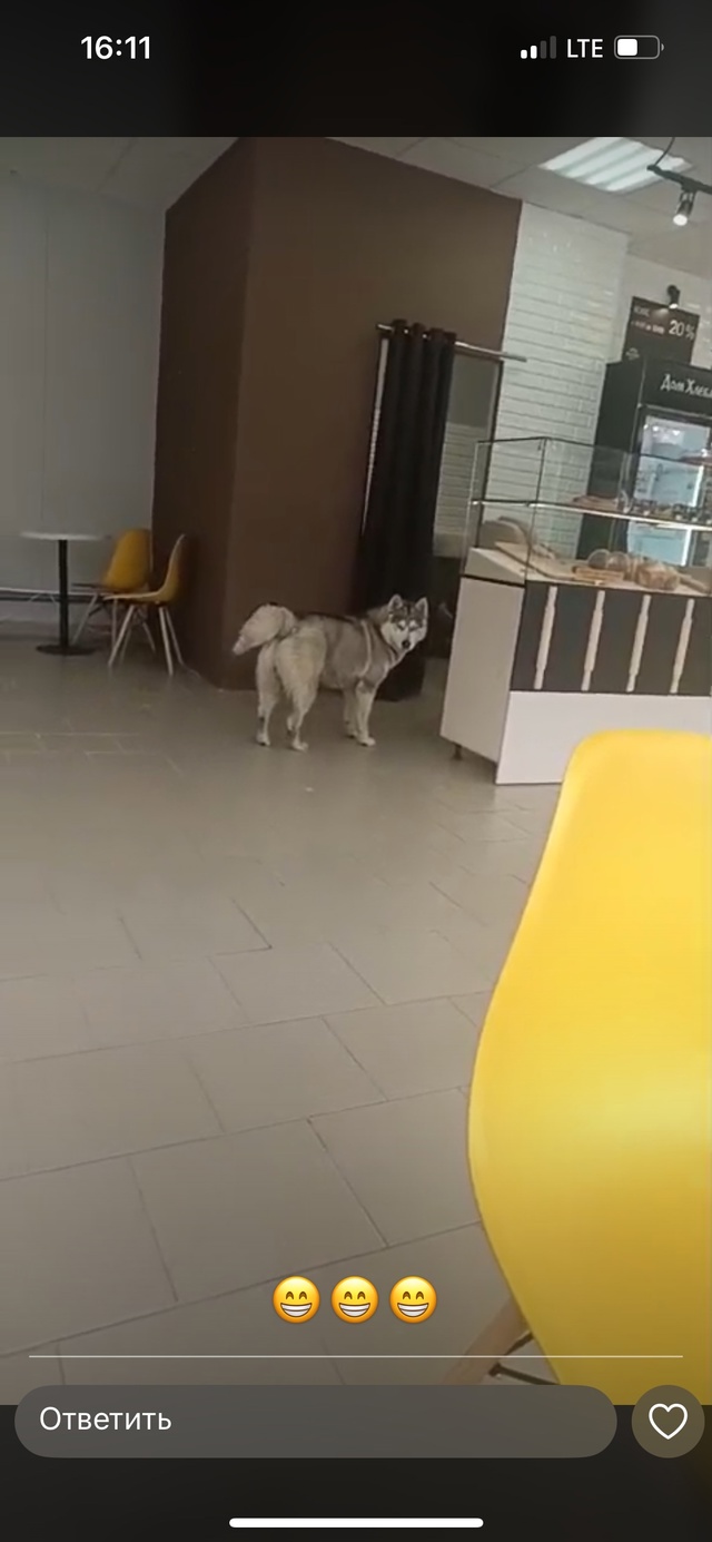 Чей пес ?