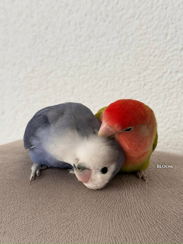 Они вместе уже 12 лет