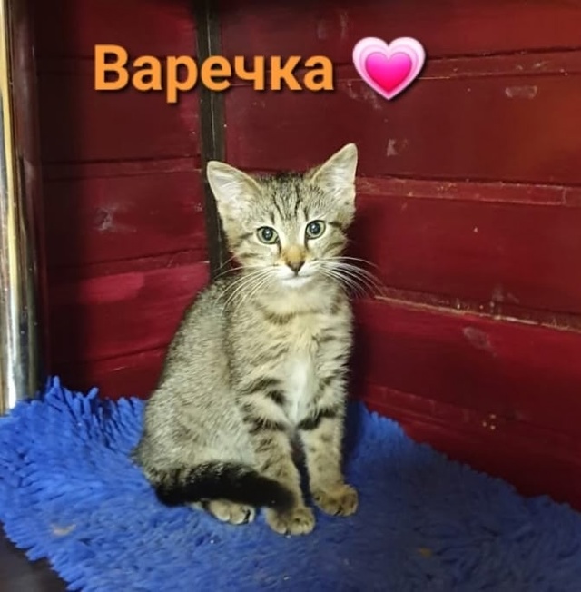 Варвара- краса, раскосые глаза, ИЩЕТ ДОМ‼️
Котеночек ?...