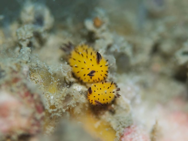 Перед вами морские кролики (Jorunna parva) — одни из самых милых моллюсков
Эти крошечные существа в