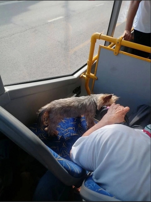 Я, конечно, понимаю, что вы чрезмерно любите своих пито?...