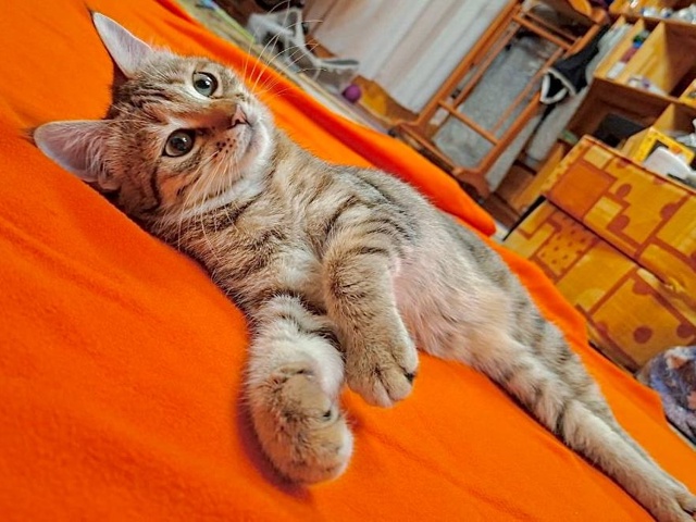 Ушастая девчонка с очень выразительными глазами ищет ?...