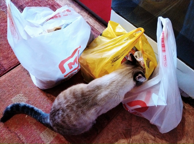 Кот Арбуз - ну и где мои вкусняшки??? 🐟🍖