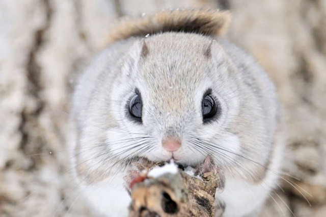 В Японии живёт множество белок-летяг, которые ведут др?...