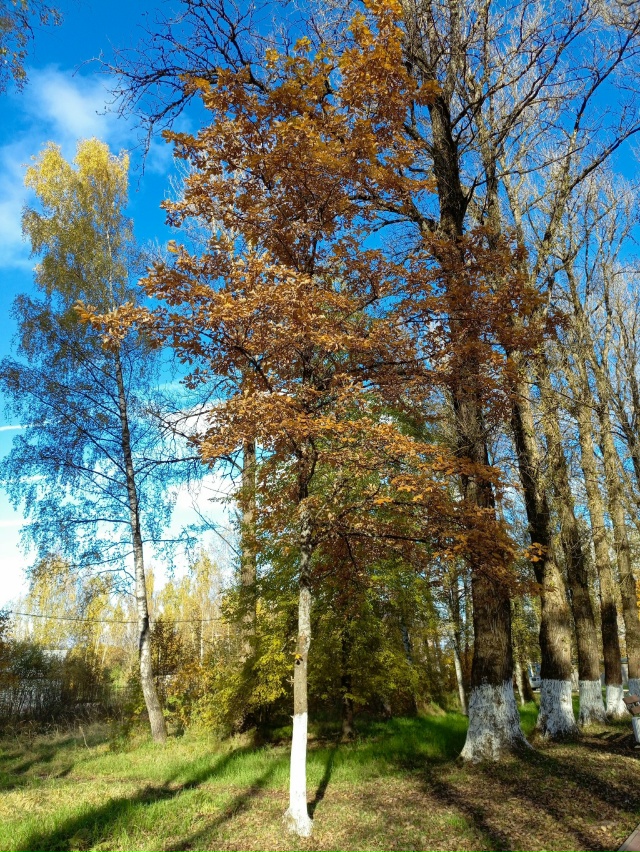 Золотая осень в парке ОЦБК в объективе [id139179875|Аля Емел?...