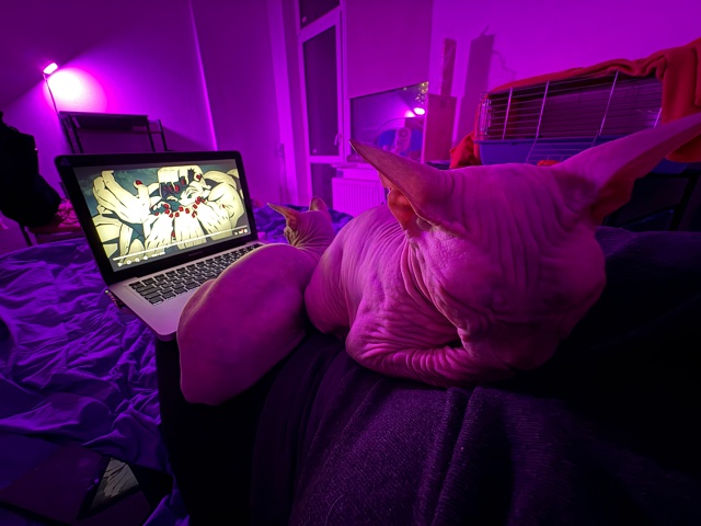 Пару месяцев назад публиковала пост о поиске дома лыси...