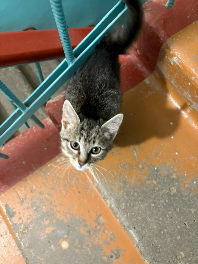 ‼️ Срочно!! Котенок, мальчик 2-3 месяца, ему нужен дом, к?...