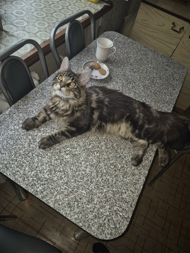 Кот Афанасий