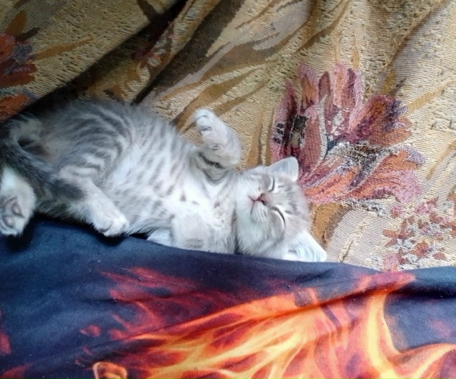 А как спят ваши красавцы?😍