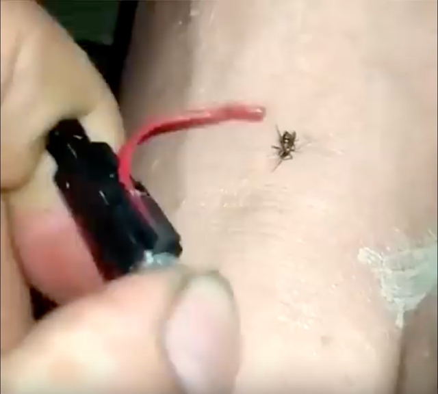 Когда просто ненавидишь насекомых...