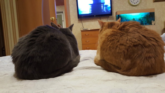 Дома - Дедушка и Внучка! любят греться в тайном месте!!! ?...