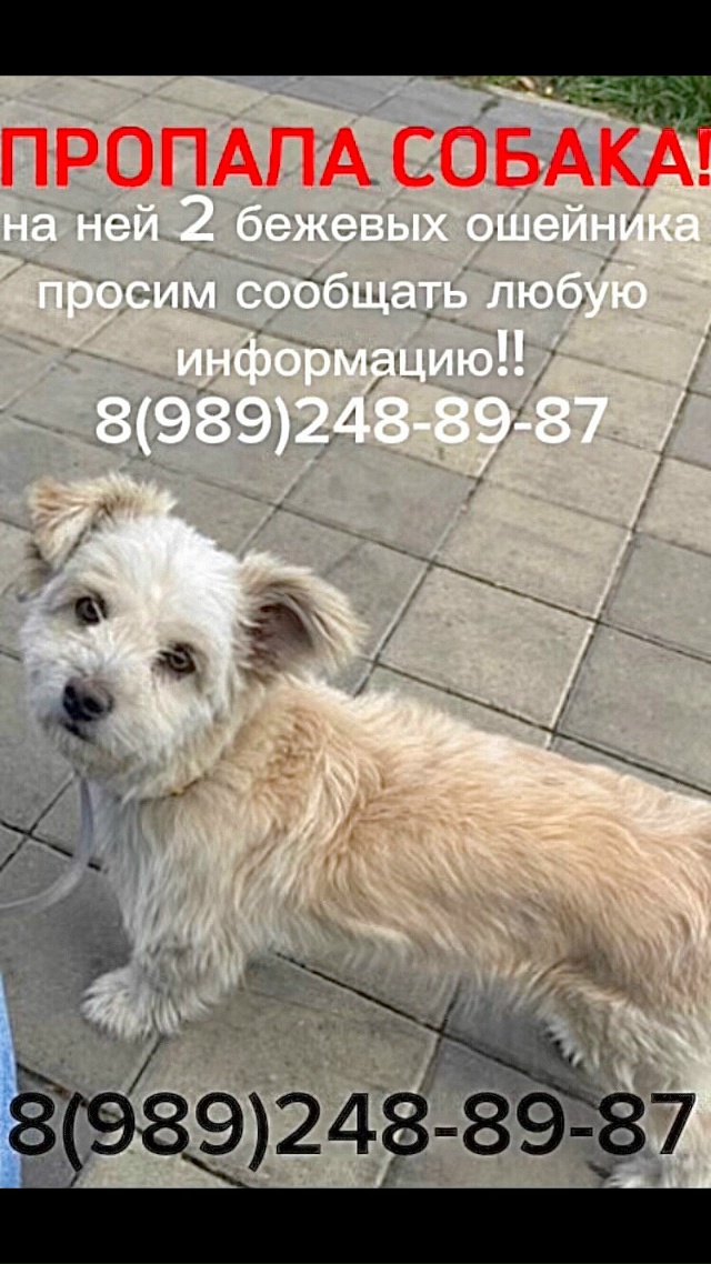 ‼️пропала собака, она в красном ошейнике, по ул.Пионер...