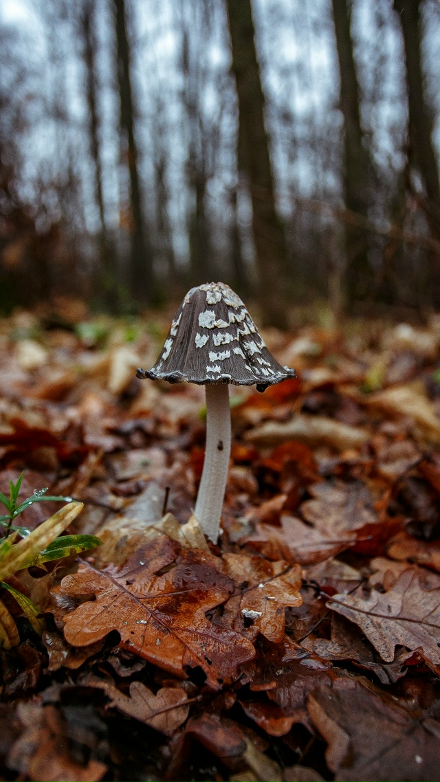 🥰 Осенняя красота в лесах Воронежской области