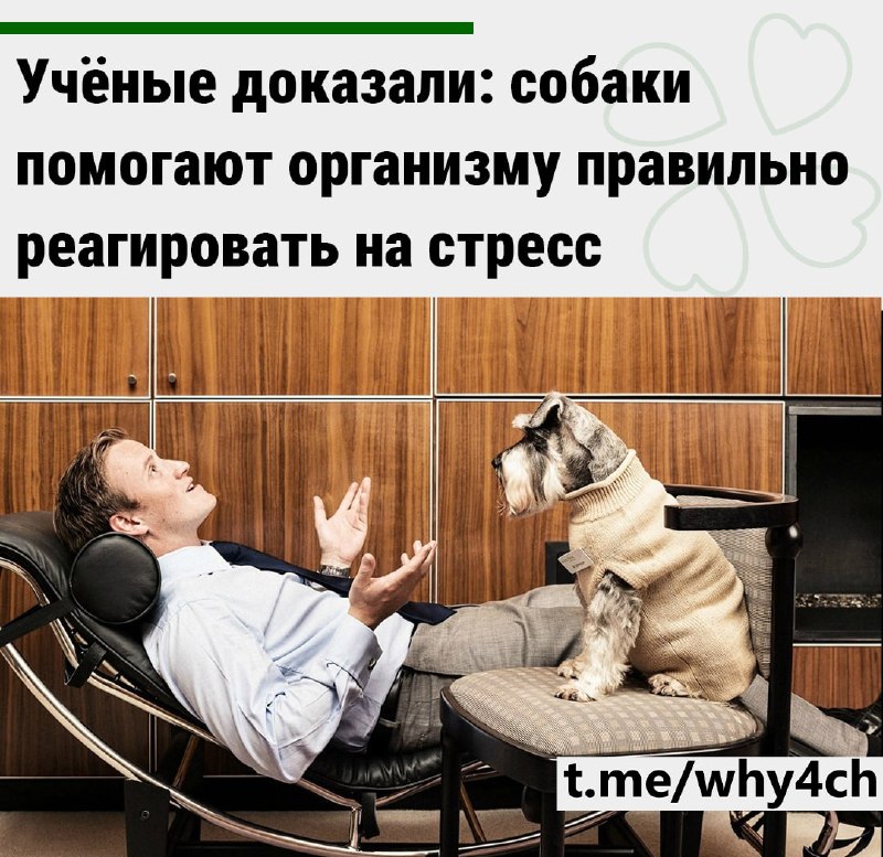 Американское исследование показало, что присутствие собаки снижает уровень кортизола — гормона стрес