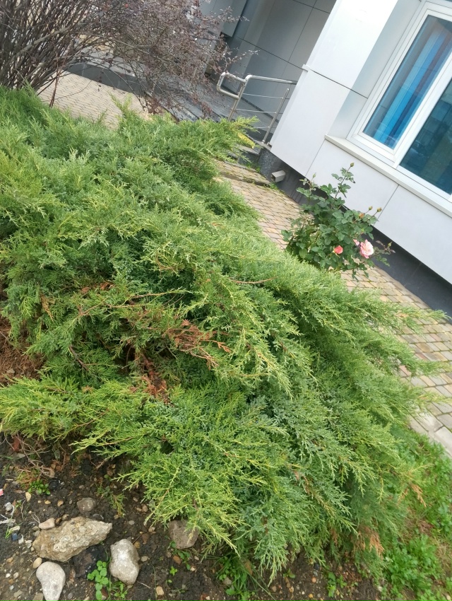 Всем привет!
Купим за разумную цену обрезанные веточк?...