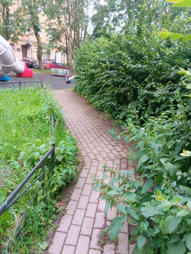 Вопрос к администрации!- заросшая детская площадка во ?...