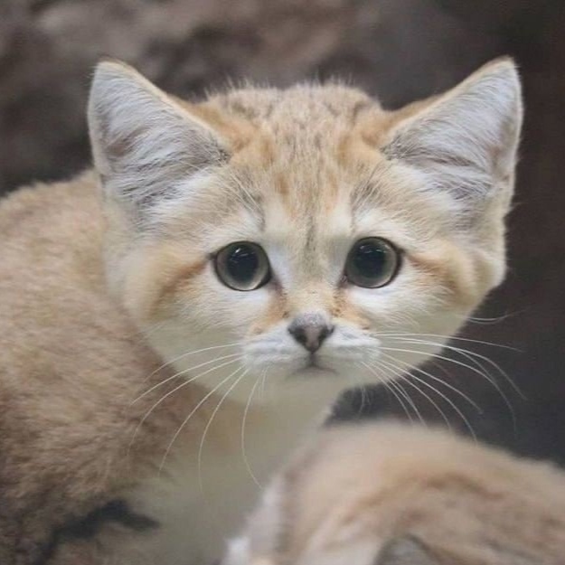 Песчаные котики — это самые маленькие дикие кошки, кот...