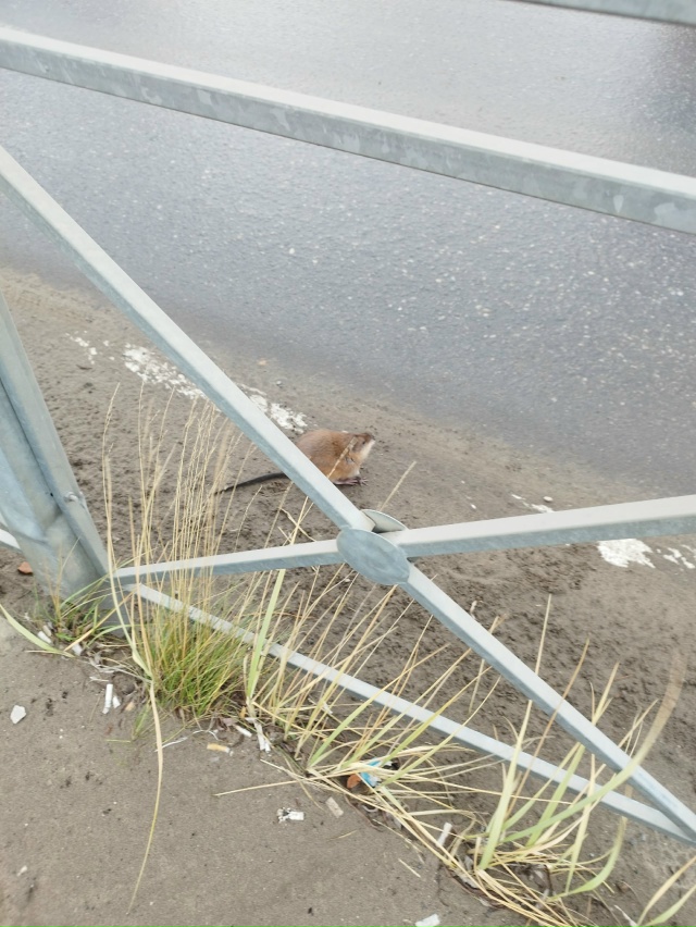 Необычный гость в городе!