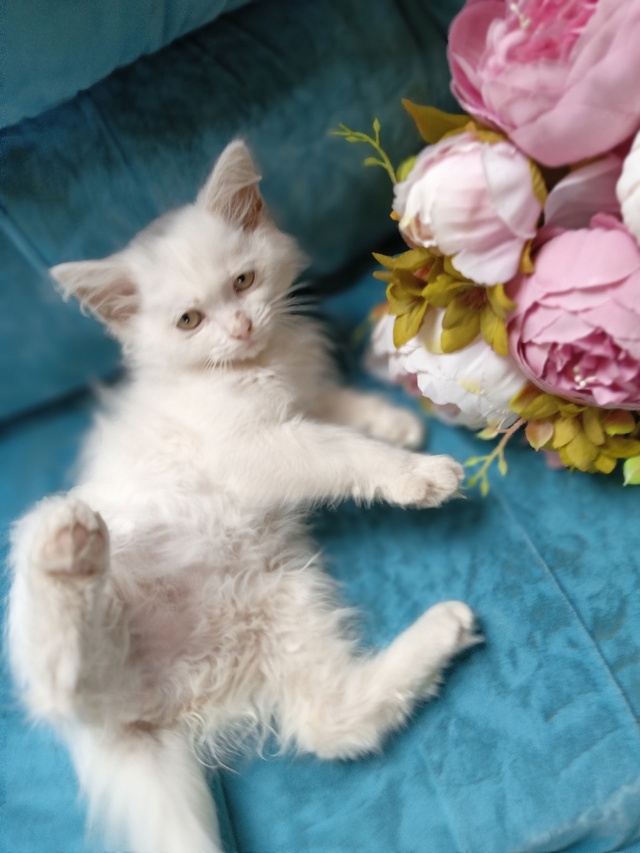 Милый трогательный кошачий ребенок девочка Зефирка😍 ...