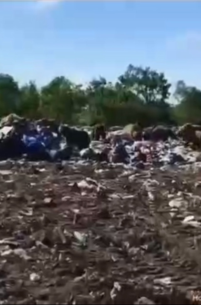 На Камчатке десятки медведей оккупировали свалку в се?...