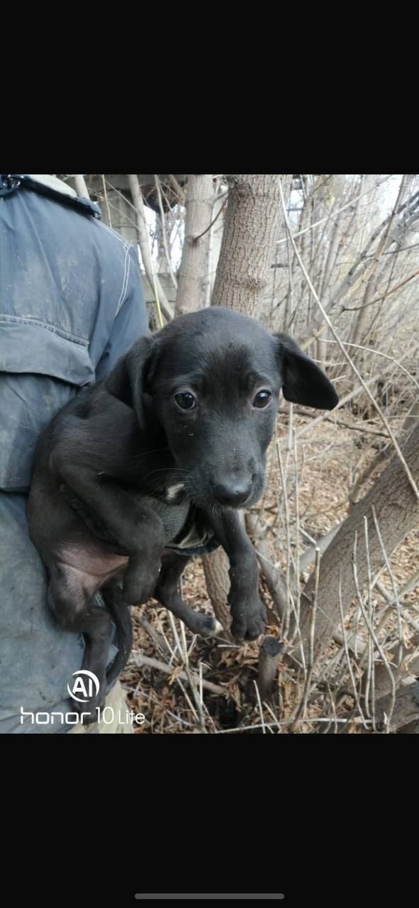 ‼️ СРОЧНО ‼️🚨
Щенки в отлове Ульяновска‼️🚨Через 3...