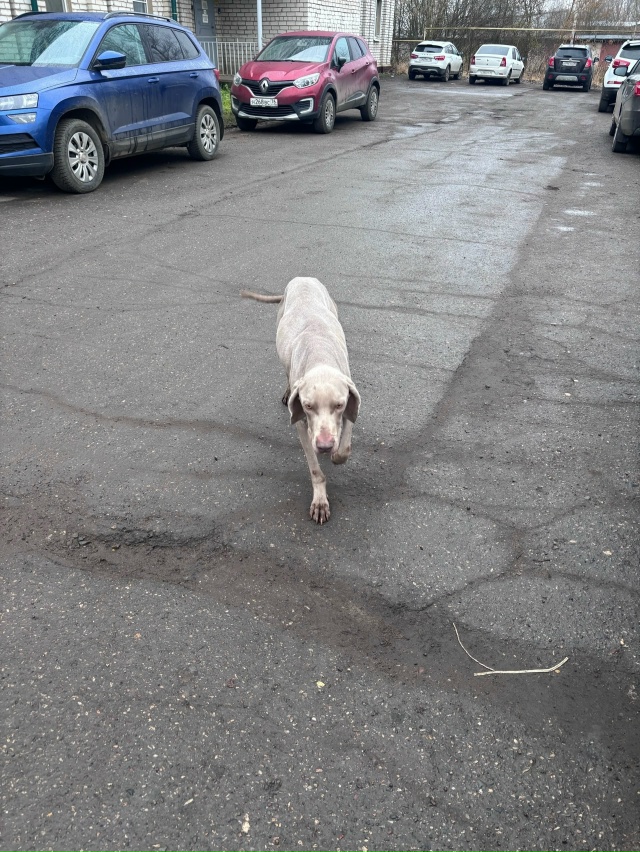 Анонимно. Чья собачка бегает у Атруса по Борисоглебско...