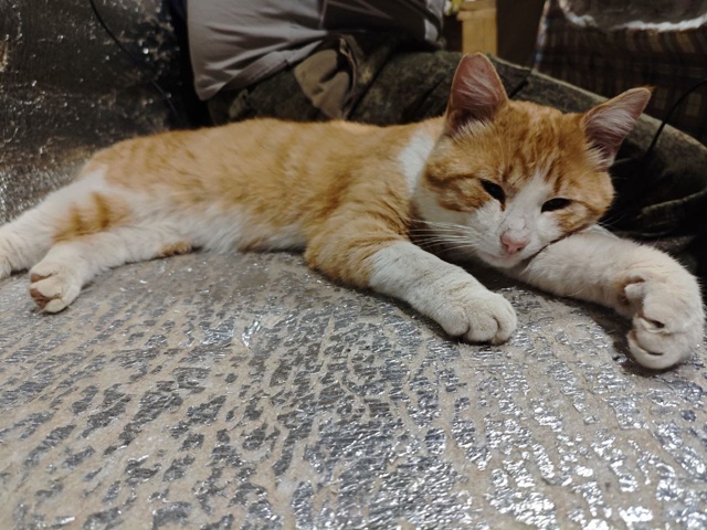 Пропал кот по кличке Рыжий, неделю назад. В районе улиц?...