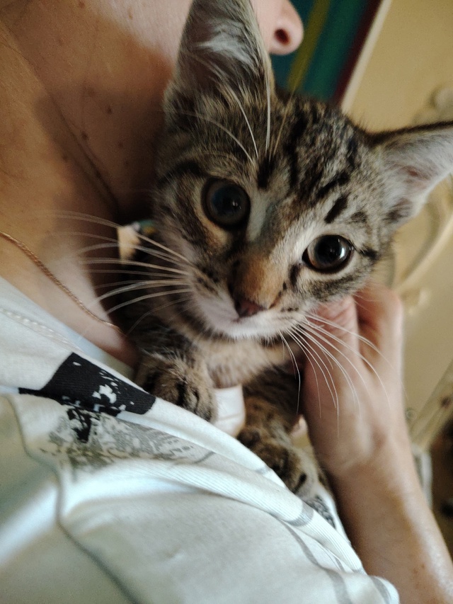 Фото 1-4. Ищет дом очаровательный, игривый котёнок (пол н...