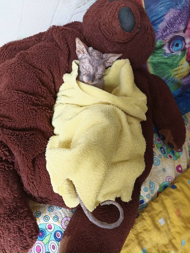 Мишель
эксперт по котлеткам с сыром, огурцам и кабачка?...