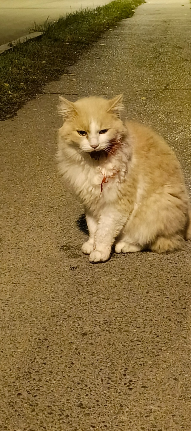 Ночью на ул. М. Горького 144, сидел данный котик. Скорее в?...