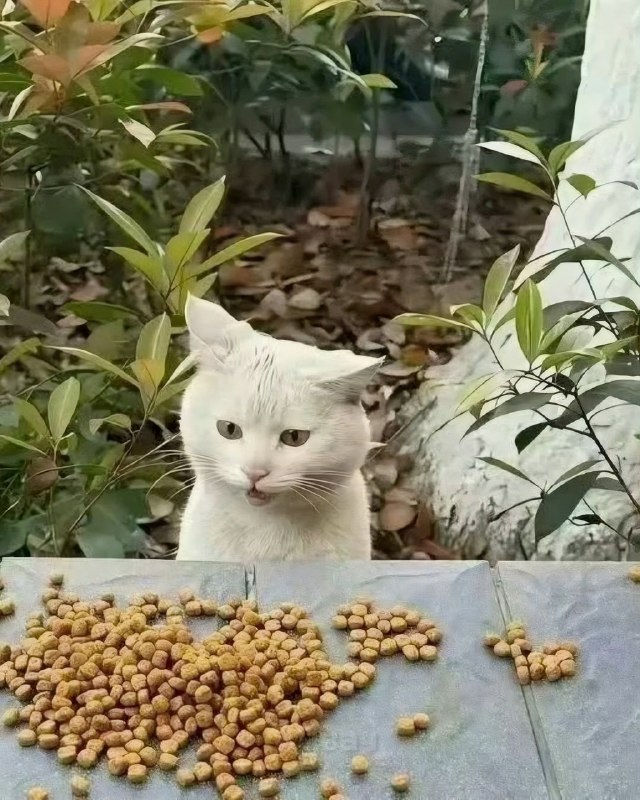 Китаянка частенько подкармливает бездомного кота, а тот каждый раз искренне в шоке от халявной еды