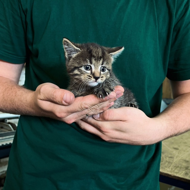 Отдадим котят в добрые руки
4 котенка - 3 девочки и 1 мал?...