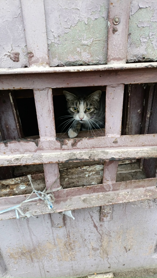 Молодая кошечка месяца 3-4, с очень красивым окрасом и с?...