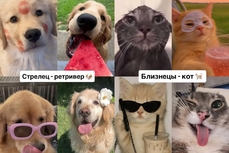 Российский астролог подобрал каждому знаку зодиака своё тотемное животное
Ищем себя, скидываем друз