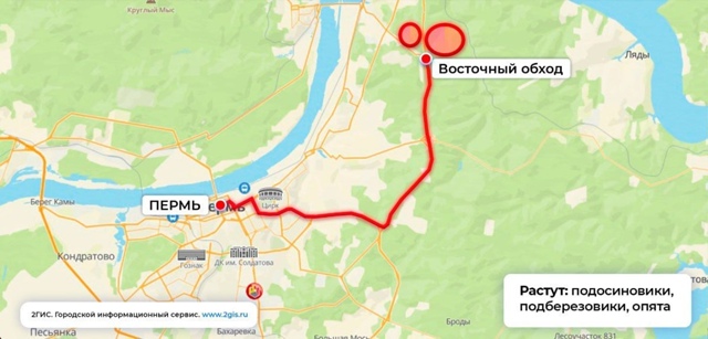 📍Грибные точки рядом с Пермью (~50км)
Хотите грибов, но ...