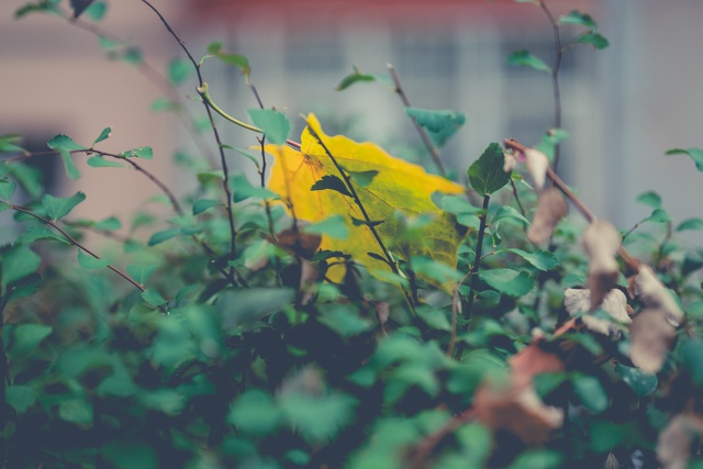 Осенние фотоэтюды