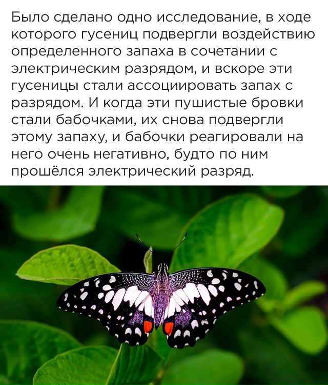 Про бабочек.