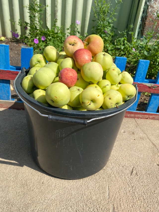 Продам яблоки 200р ведро
Тел. 89058876807