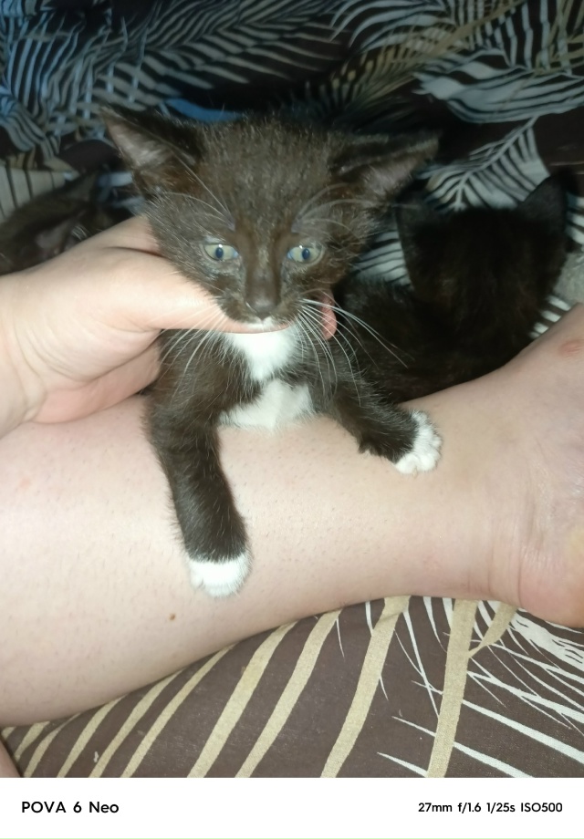 Отдам котят от кошки мышеловки, к лотку приучены, ласко...