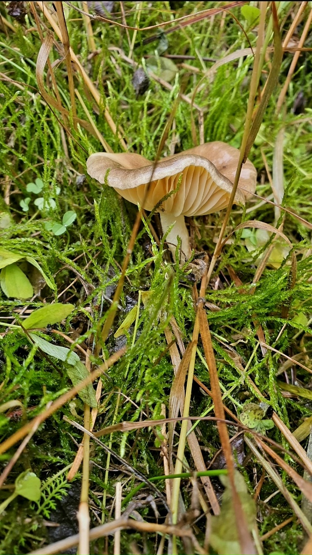 Лес утонул в густом тумане...Зрелище скажу такое- таинс?...