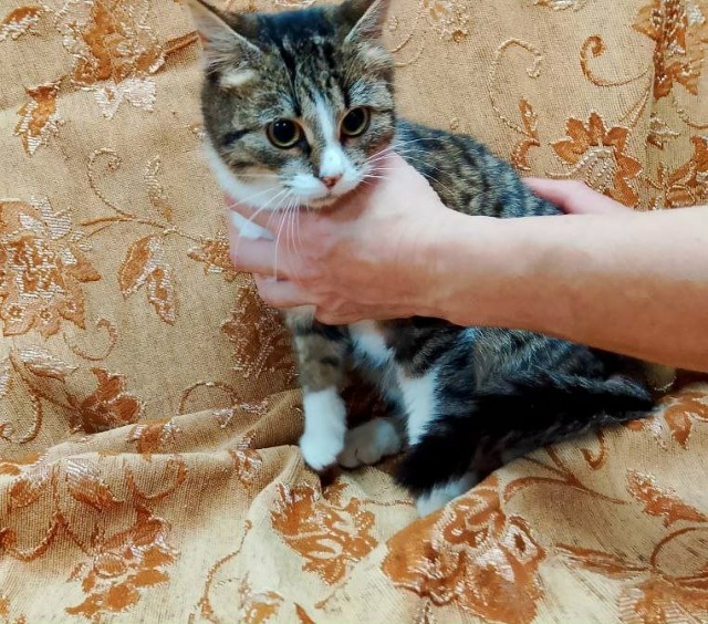 Коты и кошечки ищут дом
Кошки стерилизованы
Обращатьс?...